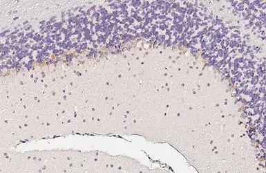 Anti-HCN1 antibody [GT165] used in IHC (Paraffin sections) (IHC-P). GTX642974