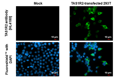 Anti-TAS1R2 antibody [HL4180] used in Immunocytochemistry/ Immunofluorescence (ICC/IF). GTX642994