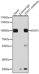 Anti-STAT1 antibody used in Immunoprecipitation (IP). GTX64344