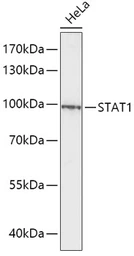 Anti-STAT1 antibody used in Western Blot (WB). GTX64344