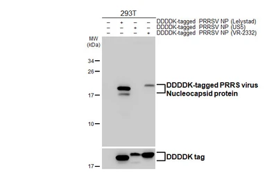 Anti-PRRS virus Nucleocapsid protein antibody [HL4257] used in Western Blot (WB). GTX643493
