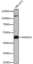 Anti-Nanog antibody used in Western Blot (WB). GTX64350