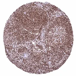 Anti-BRD4 antibody [HMV4275] HistoMAX&trade; used in IHC (Paraffin sections) (IHC-P). GTX643511