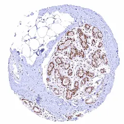Anti-BRD4 antibody [HMV4275] HistoMAX&trade; used in IHC (Paraffin sections) (IHC-P). GTX643511