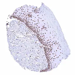 Anti-BRD4 antibody [HMV4275] HistoMAX&trade; used in IHC (Paraffin sections) (IHC-P). GTX643511