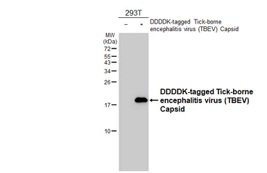 Anti-Tick-borne encephalitis virus (TBEV) Capsid antibody [HL4289] used in Western Blot (WB). GTX643529