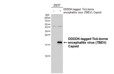 Anti-Tick-borne encephalitis virus (TBEV) Capsid antibody [HL4292] used in Western Blot (WB). GTX643532