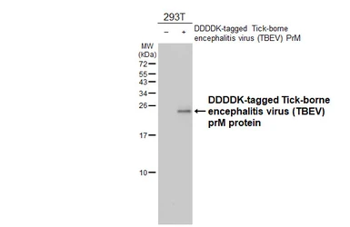 Anti-Tick-borne encephalitis virus (TBEV) prM protein antibody [HL4295] used in Western Blot (WB). GTX643535