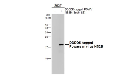 Anti-Powassan virus NS2B antibody [HL4296] used in Western Blot (WB). GTX643536