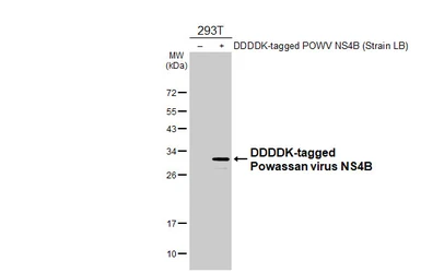 Anti-Powassan virus NS4B antibody [HL4298] used in Western Blot (WB). GTX643538