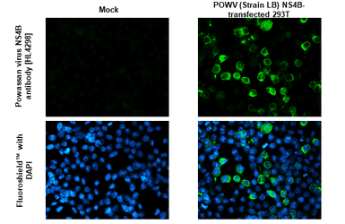 Anti-Powassan virus NS4B antibody [HL4298] used in Immunocytochemistry/ Immunofluorescence (ICC/IF). GTX643538