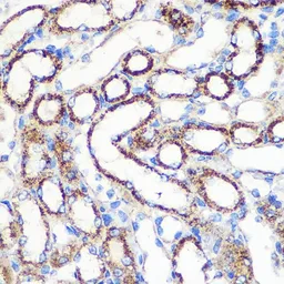 Anti-FGF2 antibody used in IHC (Paraffin sections) (IHC-P). GTX64354