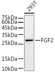 Anti-FGF2 antibody used in Western Blot (WB). GTX64354