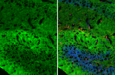 Anti-Kv4.3 antibody [GT202] used in IHC (Frozen sections) (IHC-Fr). GTX643545
