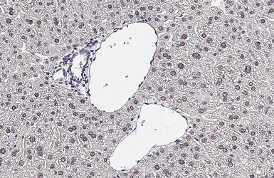 Anti-ERR alpha antibody [HL4307] used in IHC (Paraffin sections) (IHC-P). GTX643554