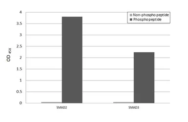 Anti-SMAD2 / SMAD3 (phospho Thr8) antibody [HL4327] used in  (). GTX643574