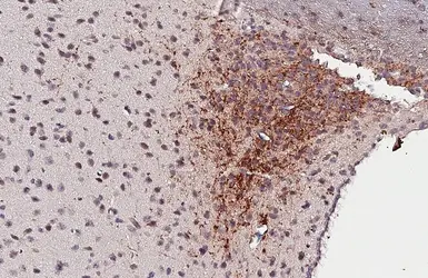 Anti-VIP antibody [HL4332] used in IHC (Paraffin sections) (IHC-P). GTX643579