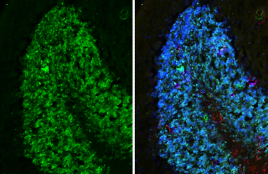 Anti-NeuN antibody [HL2194-MS] used in IHC (Frozen sections) (IHC-Fr). GTX643583