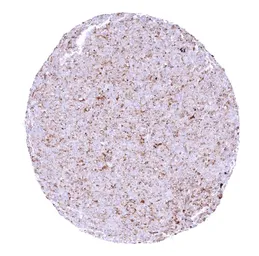 Anti-Chromogranin C antibody [HMV4337] HistoMAX&trade; used in IHC (Paraffin sections) (IHC-P). GTX643587