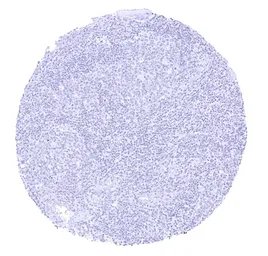 Anti-Chromogranin C antibody [HMV4337] HistoMAX&trade; used in IHC (Paraffin sections) (IHC-P). GTX643587