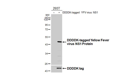 Anti-Yellow Fever virus NS1 Protein antibody [HL4344] used in Western Blot (WB). GTX643594