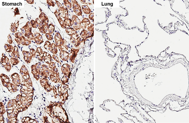 Anti-Claudin 18.2 antibody [GT206] used in IHC (Paraffin sections) (IHC-P). GTX643617