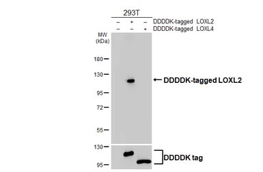Anti-LOXL2 antibody [HL4379] used in Western Blot (WB). GTX643636