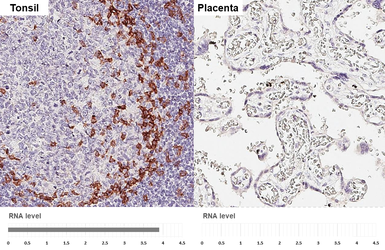 Anti-PD1 antibody [HL4386] used in IHC (Paraffin sections) (IHC-P). GTX643643