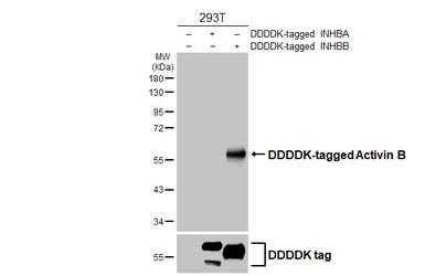 Anti-Inhibin beta B antibody [HL4390] used in Western Blot (WB). GTX643647