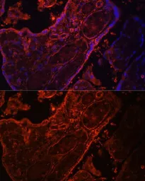 Anti-Wnt3a antibody used in IHC (Paraffin sections) (IHC-P). GTX64367