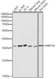 Anti-Wnt3a antibody used in Western Blot (WB). GTX64367