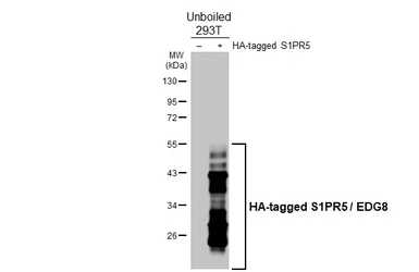 Anti-S1PR5 / EDG8 antibody [HL4441] used in Western Blot (WB). GTX643730