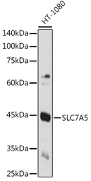 Anti-LAT1 / SLC7A5 antibody used in Western Blot (WB). GTX64379