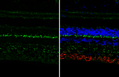 Anti-mGluR6 antibody [HL4469] used in IHC (Paraffin sections) (IHC-P). GTX644034