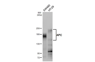Anti-APC antibody [HL4473] used in Western Blot (WB). GTX644038