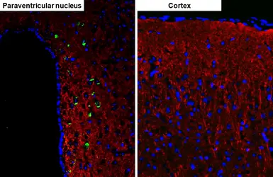 Anti-Oxytocin antibody [HL4492] used in IHC (Paraffin sections) (IHC-P). GTX644059