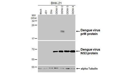 Anti-Dengue virus prM protein antibody [HL4572] used in Western Blot (WB). GTX644248