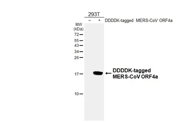 Anti-MERS-CoV ORF4a antibody [HL4583] used in Western Blot (WB). GTX644259