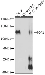 Anti-Topoisomerase I antibody used in Immunoprecipitation (IP). GTX64445