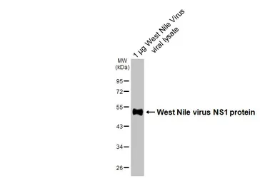 Anti-West Nile virus NS1 protein antibody [HL4644] used in Western Blot (WB). GTX644517