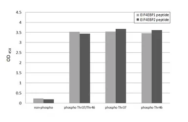 Anti-4E-BP1 (phospho Thr37/Thr46) antibody [HL4646] used in  (). GTX644519