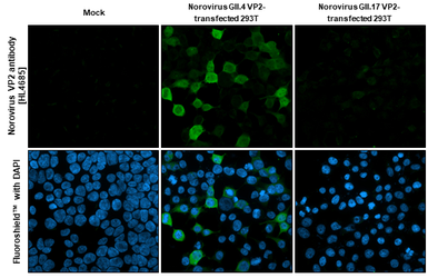 Anti-Norovirus VP2 antibody [HL4685] used in Immunocytochemistry/ Immunofluorescence (ICC/IF). GTX644686