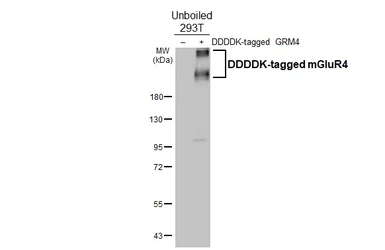 Anti-mGluR4 antibody [HL4697] used in Western Blot (WB). GTX644698