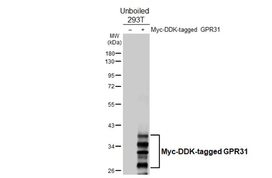 Anti-GPR31 antibody [HL4702] used in Western Blot (WB). GTX644703