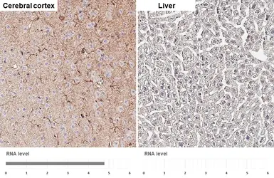 Anti-GPR83 antibody [HL4707] used in IHC (Paraffin sections) (IHC-P). GTX644708