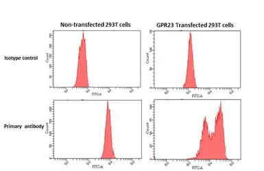 Anti-GPR23 antibody [HL4712] used in Flow cytometry (FCM). GTX644713