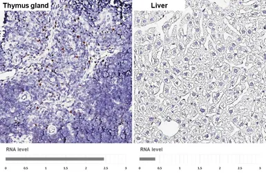 Anti-FOXP3 antibody [HL4717] used in IHC (Paraffin sections) (IHC-P). GTX644721
