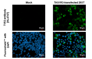 Anti-TAS1R3 antibody [HL4747] used in Immunocytochemistry/ Immunofluorescence (ICC/IF). GTX644751