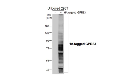 Anti-GPR83 antibody [HL4768] used in Western Blot (WB). GTX644772