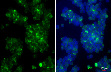 Anti-GPR83 antibody [HL4768] used in Immunocytochemistry/ Immunofluorescence (ICC/IF). GTX644772